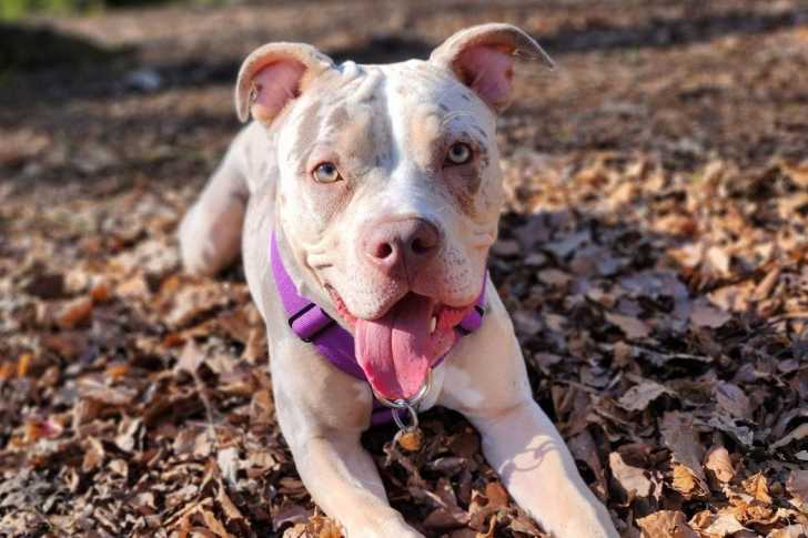 Un Jack-A-Poo au pelage bicolore, allongé sur une surface pleine de feuilles mortes et portant un harnais