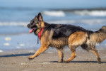 Un King Shepherd au pelage mouillé noir et feu, portant un collier rouge et marchant le long d’une plage