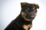 Un chiot King Shepherd au pelage noir et feu, assis