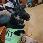 Un King Shepherd au pelage bicolore est assis, vêtu d’un habit et portant un collier autour du cou