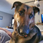 Un king Shepherd au pelage bicolore et aux oreilles tombantes