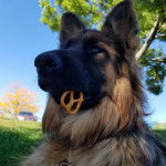 Un King Shepherd au pelage bicolore , portant un collier autour du cou