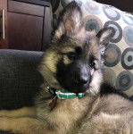 Un King Shepherd au pelage bicolore , allongé dans un canapé et portant un collier autour du cou