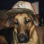 Un King Shepherd au pelage bicolore, allongé dans un canapé et portant un chapeau sur la tête