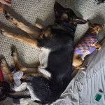 Un King Shepherd au pelage tricolore, allongé sur un lit et semblant dormir