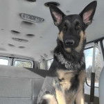 Un King Shepherd au pelage bicolore, assis sur la banquette arrière d'un véhicule et portant un collier au cou