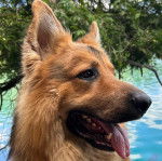 Profil d'un King Shepherd au pelage fauve, tirant la langue