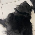 Un King Shepherd au pelage noir, allongé sur un sol carrelé et portant un collier au cou