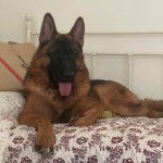 Un King Shepherd au pelage bicolore fauve et noir, allongé sur un lit et tirant la langue hors de sa gueule