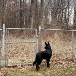 Un King Shepherd au pelage noir, à l'intérieur d'une cage