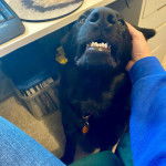 Un King Shepherd au pelage noir, ayant la gueule ouverte et portant un collier au cou