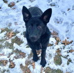 Un King Shepherd au pelage noir, sur une surface enneigée portant un collier au cou