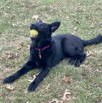 Un King Shepherd allongé sur un terrain herbeux, tenant une balle dans sa gueule et portant un collier autour du cou