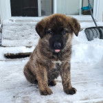 Un King Shepherd au pelage bicolore assis sur un plancher enneigé, la langue légèrement pendante hors de sa gueule et regardant la caméra