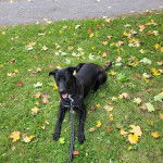 Un King Shepherd au pelage bicolore , allongé sur un terrain herbeux et portant une laisse.