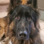 Un King Shepherd au pelage bicolore et au masque noir , regardant la caméra