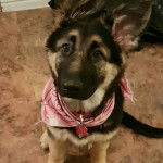 Un King Shepherd au pelage bicolore et au masque noir , assis sur un sol carrelé , portant un bandana à motif et un collier autour du cou 