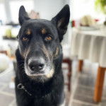 Un King Shepherd au pelage bicolore, regardant la caméra et portant un collier autour du cou.