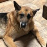 Un King Shepherd au pelage tricolore, allongé sur un sol carrelé et regardant la caméra