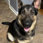 Un King Shepherd au pelage bicolore assis sur un sol carrelé, la langue pendante hors de sa gueule et portant un collier autour du cou