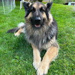 Un King Shepherd au pelage tricolore est allongé sur un terrain herbeux, la gueule légèrement ouverte.