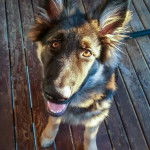 Un King Shepherd au pelage tricolore , assis sur un paquet en bois ,la gueule légèrement ouverte et regardant la caméra 