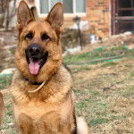Un King Shepherd au pelage fauve et noir tirant la langue hors de sa gueule et portant un collier autour du cou