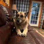 Un King Shepherd au pelage bicolore allongé sur un canapé , en regardant la caméra.