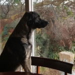 Un King Shepherd au pelage bicolore, assis devant une fenêtre et regardant dehors.