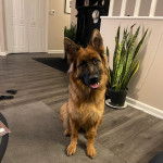 Un King Shepherd au pelage fauve et au masque noir , assis en inclinant légèrement la tête et ayant la gueule légèrement ouverte