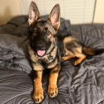 Un King Shepherd au pelage bicolore est allongé sur un matelas, la langue pendante et portant un collier autour du cou 