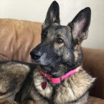 Un King Shepherd au pelage bicolore allongé sur un canapé, et portant un collier autour du cou