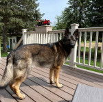 Un King Shepherd au pelage bicolore ,debout sur un plancher en bois et en regardant la caméra