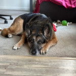 Un King Shepherd au pelage tricolore allongé, la tête posée entre ses pattes et en regardant la caméra