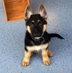 Un petit King Shepherd au pelage tricolore, debout et portant un collier autour du cou