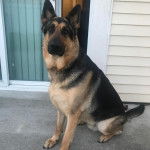  Un King Shepherd au pelage bicolore et au masque noir, assis et regardant la caméra.