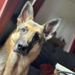 Un King Shepherd au pelage bicolore et aux oreilles dressées , regardant la caméra 