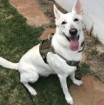 Un King Shepherd au pelage blanc , assis sur un terrain herbeux, regardant la caméra tout en tirant la langue et portant un harnais 