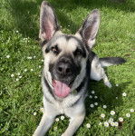 Un King Shepherd au pelage bicolore allongé sur un terrain herbeux , la langue pendante et portant un collier autour du cou 