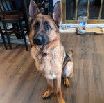 Un King Shepherd au pelage bicolore et aux oreilles dressées , assis sur un plancher en bois et portant un collier autour du cou