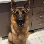 Un King Shepherd au pelage bicolore, aux oreilles dressées, assis sur le carrelage et regardant la caméra