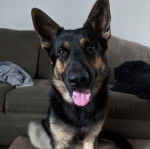 Un King Shepherd au pelage bicolore assis, la langue pendante et regardant la caméra.