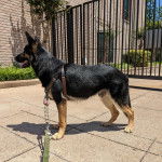 Profil d’un King Shepherd au pelage bicolore, debout sur un sol pavé, la gueule ouverte et portant une laisse 