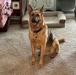 Un King Shepherd au pelage bicolore , assis sur un tapis et portant un collier autour du cou