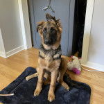 Un King Shepherd au pelage bicolore , assis sur une moquette et portant un collier autour du cou.