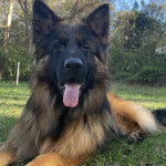 Un King Shepherd au pelage bicolore, allongé sur un terrain herbeux, la langue pendante hors de sa gueule et regardant la caméra
