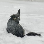 Un King Shepherd allongé dans la neige et regardant la caméra 