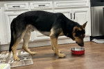 Un King Shepherd au pelage bicolore, dans une cuisine et semblant manger.