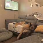 Un King Shepherd au pelage bicolore , allongé dans un canapé et semblant détendu