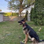 Profil d’un King Shepherd au pelage bicolore, assis sur un terrain herbeux , la langue pendante hors de sa gueule